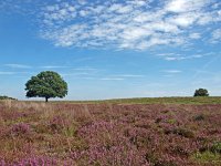 NL, Drenthe, Midden-Drenthe, Scharreveld 1, Saxifraga-Hans Dekker